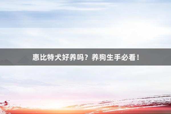 惠比特犬好养吗?养狗生手必看!